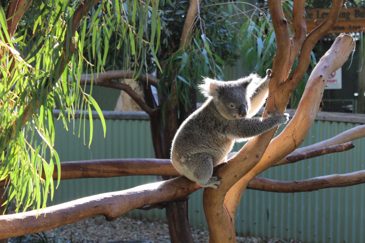 Zehntausende Koalas befinden sich bereits in Rettungsstationen.