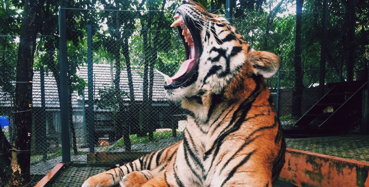 Tiger King: Exotic verliert Zoo