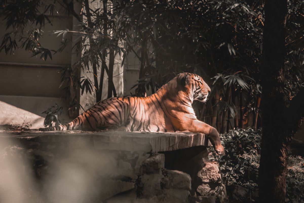 Tiger King: Exotic verliert Zoo