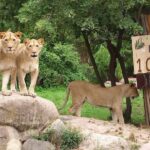 Zoo-Dokusoap: „Elefant, Tiger & Co.“ feiert 1.000 Folgen