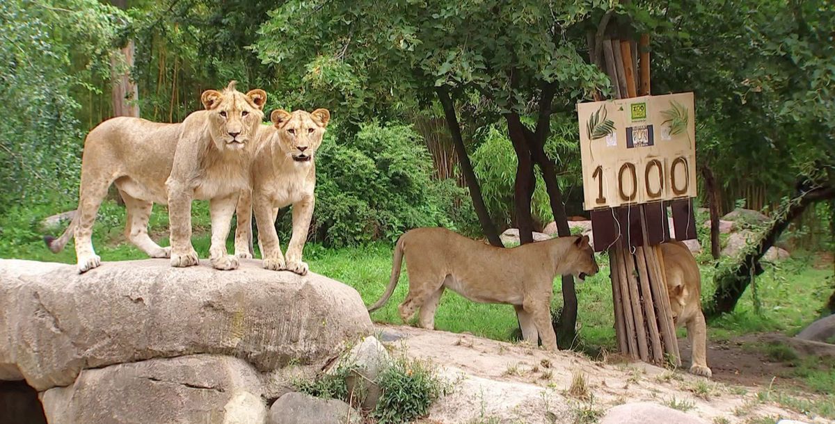 Zoo-Dokusoap: "Elefant, Tiger & Co." feiert 1.000 Folgen