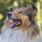 Lassie – die berühmteste Collie-Hündin der Welt ist wieder da