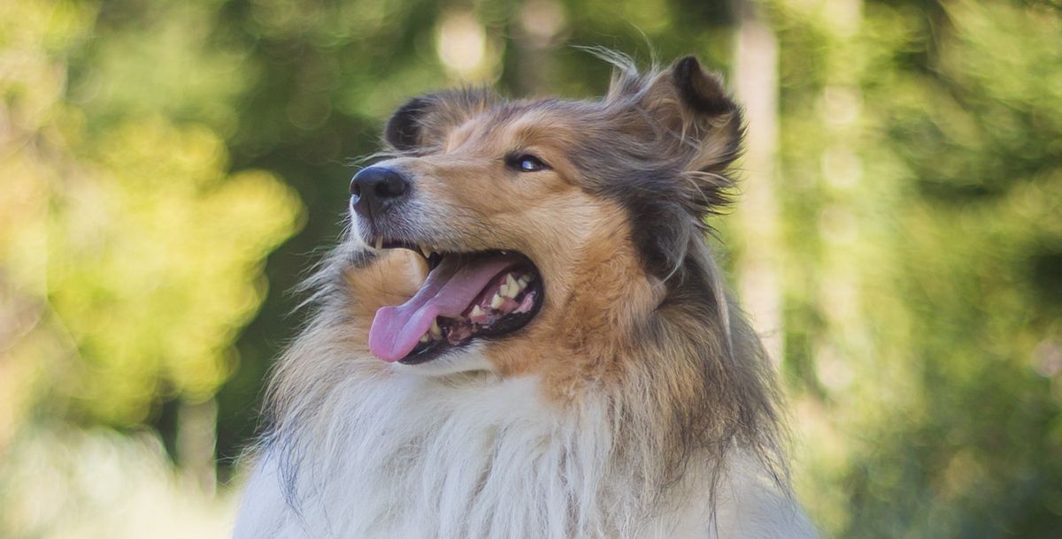 Lassie - die berühmteste Collie-Hündin der Welt ist wieder da