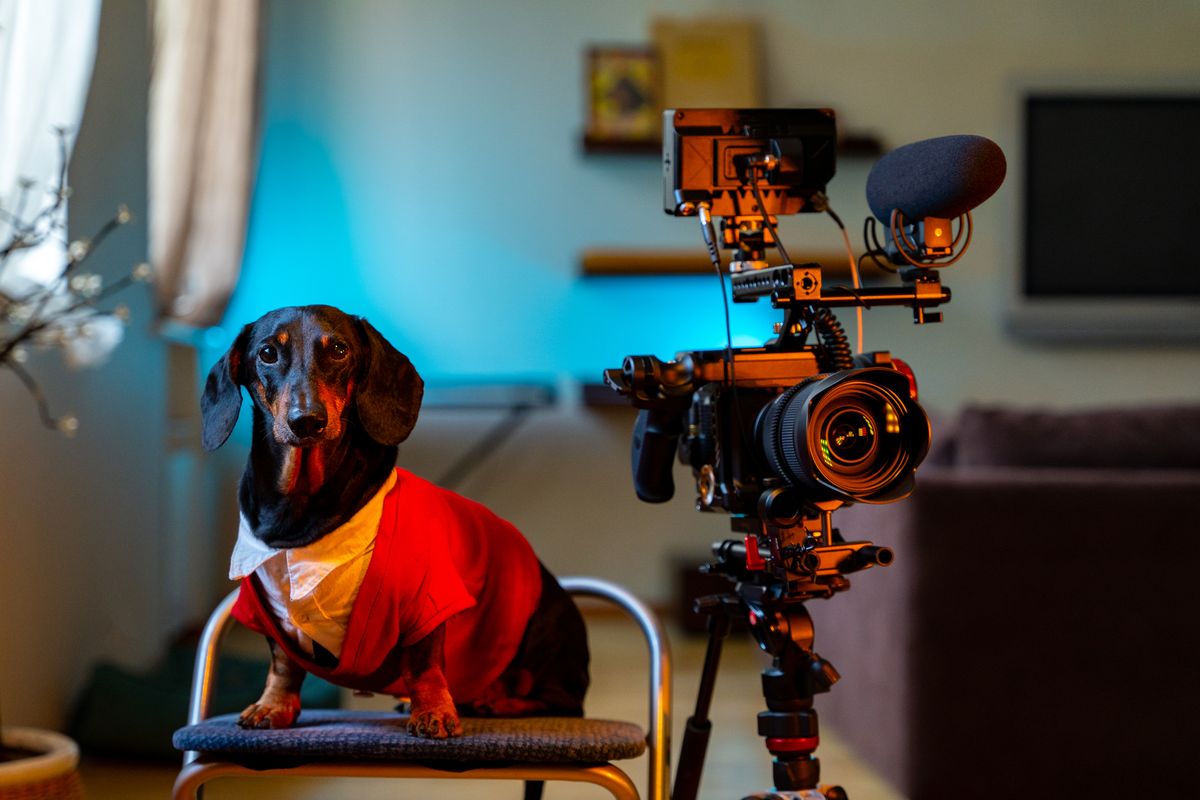 Foto: Hunde-Influencer: Wie Social Media das Haustier-Business verändert.
