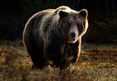 "Gefährlich nah - Wenn Bären töten" startet bei Sky