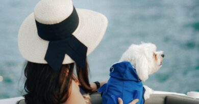 TV-Sender nimmt Hunde mit auf Kreuzfahrt