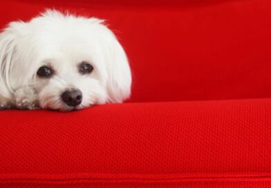 "Club der Reality Detektive" - wer hat den Schlosshund gestohlen?