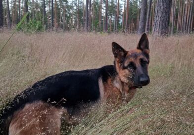 Wuff - "Kommissar Rex" dreht in Wien