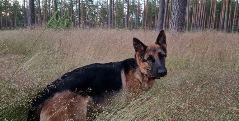 Wuff - "Kommissar Rex" dreht in Wien