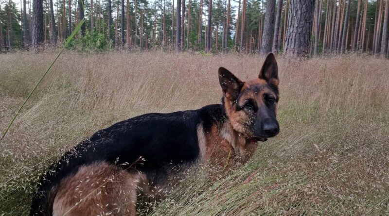 Wuff - "Kommissar Rex" dreht in Wien