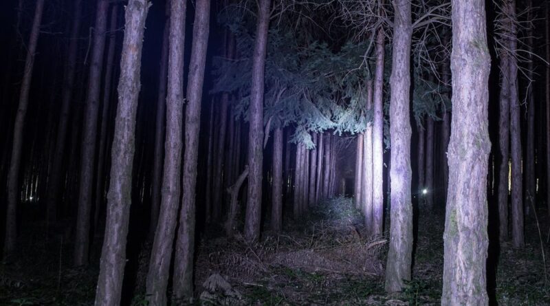 Wie "The Blair Witch Project" 1999 das Kino füllte