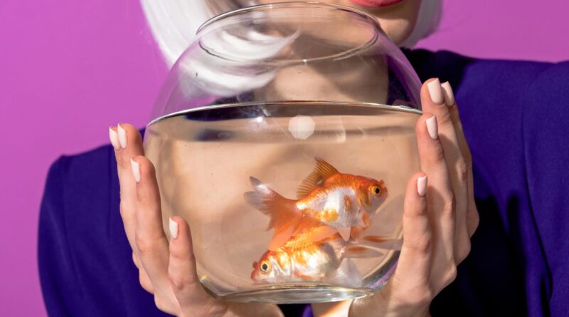 PR-Fail - Entsetzen über Goldfisch-Pakete